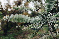 40 Eucalyptus pulverulenta 'Baby Blue' Bonsai Seeds, Silver Dollar Eucalyptus, Florist 'Baby Blue', Unique Indoor Bonsai Tree for Garden