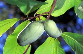 5 Paw Paw Tree Seeds - Asimina triloba | Indian Banana Fruit Tree | Cold-Hardy Native for Home Orchards & Wildlife