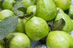 3 Guava Unrooted Cuttings 4-5" | Psidium Guajava | Tropical Fruit Tree, Guava Plant Propagation