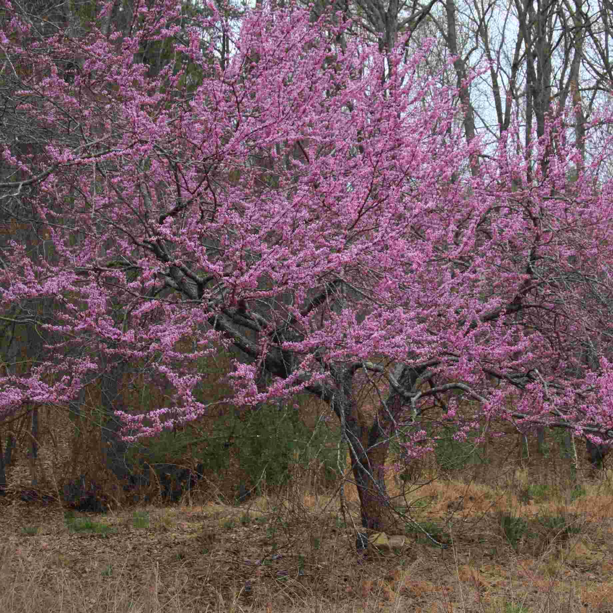 1 Eastern Redbud Tree - Cercis canadensis | 14–18” Live Bare Root | Native Flowering Tree for Landscape & Wildlife