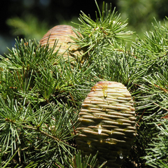 5 Seeds Cedrus Libani (Lebanon Cedar) for Planting - Evergreen Conifer Tree, Drought-Tolerant, Mediterranean Tree, Landscape & Garden Use
