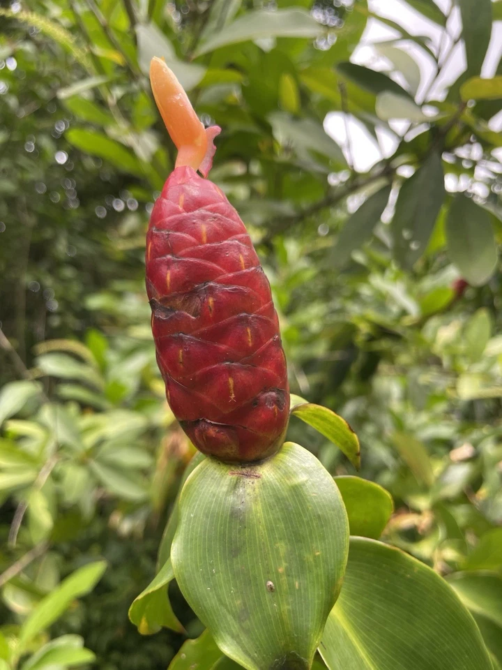 Costus Woodsonii Cuttings