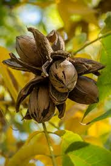 1 Hardy Pecan Tree - Carya illinoinensis | 12–24” Tall Live Bare Root | Edible Nut Tree for Orchards, Yards & Landscapes