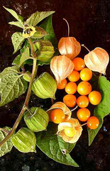 6 Golden Berry 'V' Pineapple Fresh Cuttings for Rooting, Physalis peruviana, Tropical Fruit Plant, Easy to Grow, Delicious Berries