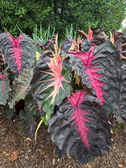 Redemption Colocasia Esculenta Elephant Ear Small Rooted Starter Plant 4-8 Inch