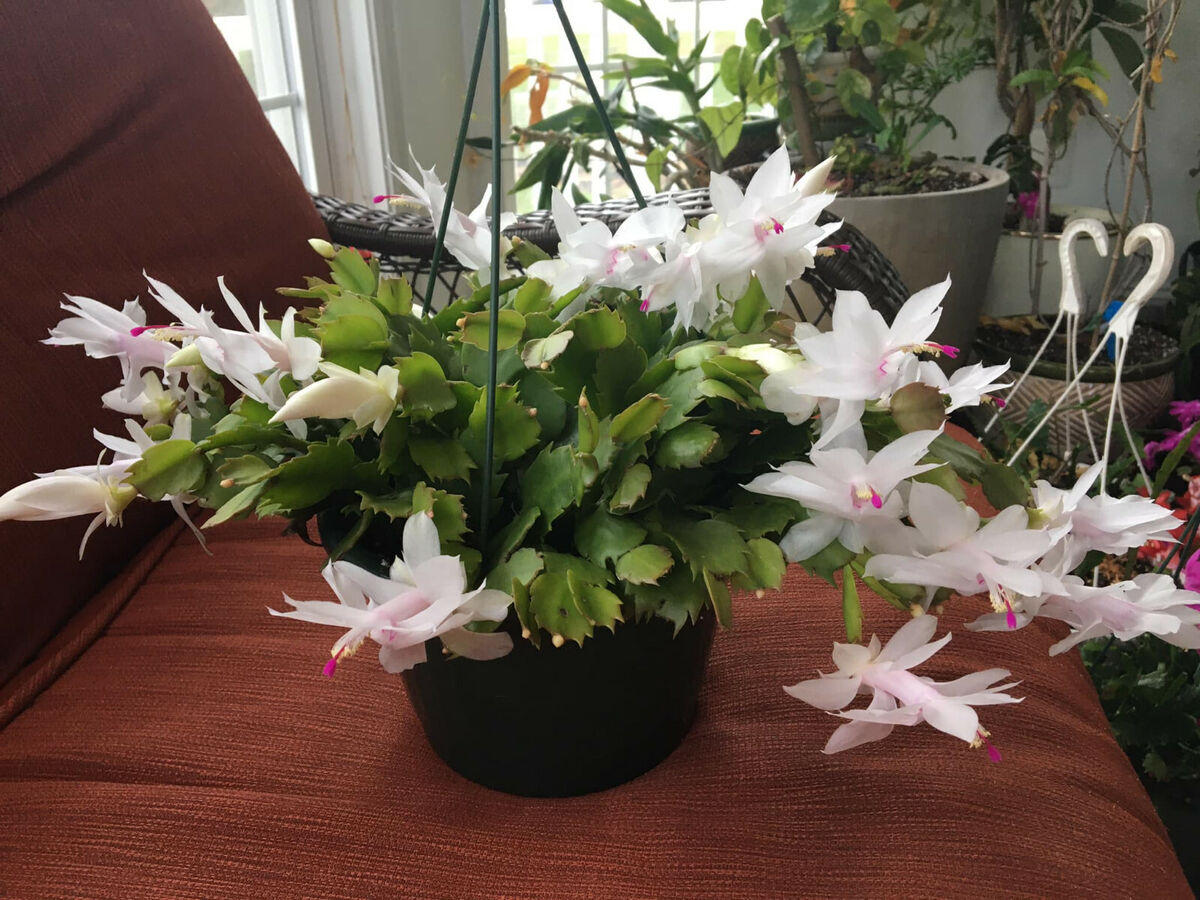 Christmas Cactus Cuttings - 5 Live 4-5" Cuttings, Schlumbergera, White Flowers