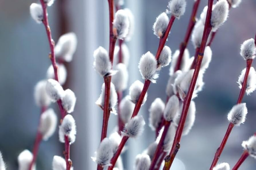 1 French Pussy Willow Shrub - Salix caprea | 1-2 ft Tall | Bare Root Deciduous Shrub | Early Blooming Landscape Plant