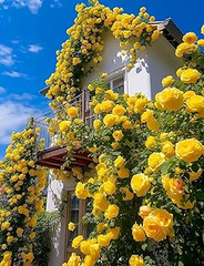 20 Yellow Climbing Rose Seeds - Fragrant Perennial Vine - Fast-Growing Flower for Trellis, Arbors & Fences - Easy to Grow