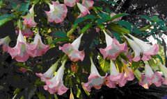 Brugmansia Versicolor Peach Pink 2 Unrooted Cuttings 6" Angel Trumpet Plant