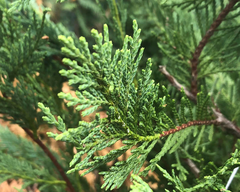 15 Leyland Cypress Tree Unrooted Cuttings 6-7" | Cupressus × leylandii, Privacy Hedge, Fast-Growing Evergreen