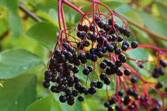 Adams Elderberry Cuttings - 12 Unrooted Stems, Fast-Growing Fruit Bush, White Flowers & Dark Blue Berries for Jams/Jelly, Zones 3-9