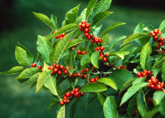 250 mg Seeds Ilex Verticillata - Winterberry Holly for Planting | Decorative Shrub for Wildlife & Landscaping