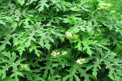 12 Chaya Cuttings Deep Lobed Unrooted 6-8” Long – Edible, Fast-Growing Organic Plant