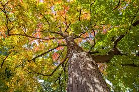 8 Fresh Cut Sugar Maple Tree Unrooted Cuttings - Acer saccharum, Sugar Maple Scions for Grafting, Tree Propagation, Hardy Tree Cuttings