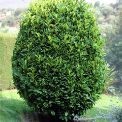 5 Sweet Laurel Bay Tree Unrooted Cuttings (Laurus nobilis) 6-8", Aromatic Herb, Ideal for Gardens, Culinary Use, and Easy to Grow