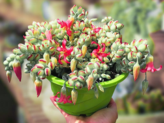 4 Unrooted Cotyledon Pendens Succulent Cuttings - 3-4 inch Long - Easy Grow, Propagation Plants