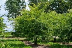 3 Chinese Elm Tree (Lacebark) Rooted Cuttings | Ulmus Parvifolia, Ideal for Bonsai, Hardy, Ornamental Tree for Home & Garden