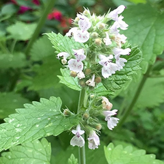 1,000 Catnip Seeds (Nepeta cataria) – Perennial Herb, Catmint, Non-GMO