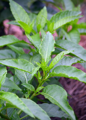 Longevity Spinach Cuttings - 15 Pack - Gynura Procumbens - Perennial Edible Green - Fast Growing - FREE Shipping - Florida Farm