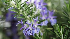 100 Seeds Rosemary (Salvia rosmarinus) – Aromatic Herb for Culinary and Ornamental Gardens