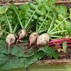 Turnip Seven Top Seeds – 1g for Planting, Heirloom Variety, Fast Growing, High Yield, Nutritious Greens, Cold Hardy, Garden & Containers