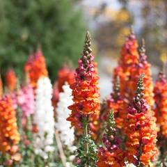Antirrhinum majus Passion Red Mix Snapdragon Seeds – 1000+ Bold Red Blooms for Garden & Cut Flowers
