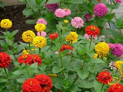 200 Seeds Zinnia Painted Wagons Rainbow Mix (Zinnia elegans) Non-GMO, Vibrant Cut Flowers for Butterflies & Hummingbirds, Pollinator Garden