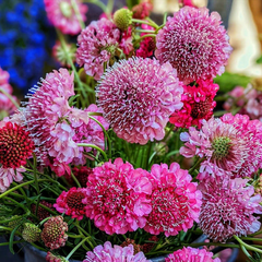 200 Seeds Scabiosa IMPERIAL MIX - Tall Double Pincushion Flower, Dried Everlasting, Non-GMO, Perfect for Cut Flowers - Scabiosa atropurpurea