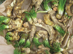2 Horseradish Roots for Planting - Organic Horseradish Crowns - Easy To Grow - Garden Seedlings - Heirloom Root Starter Plants
