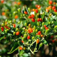 Chiltepin Pepper Seeds | Bird’s Eye Pepper | 50,000-250,000 Scoville | 36" Tall | USDA Zones 3-10 |