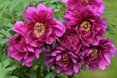 10 Peony Seeds Mix (Paeonia suffruticosa) Tree Bush Flower - Hardy, Colorful Blossoms for Garden, Perennial, Rare Peony Varieties