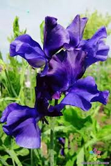 50+ Joyce Stanton Sweet Pea Seeds – Lavender-Violet Fragrant Blooms for Garden Planting, Climbing Vines for Trellises – USA
