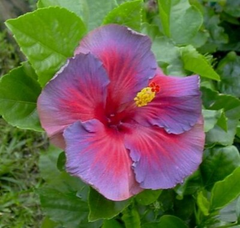 Rare Hibiscus Nightfire Starter Plant - 3 Fresh Unrooted Cuttings, Exotic Flowering Plant