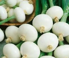 200 Seeds Crystal White Wax Onion, Allium Cepa, Mild & Sweet Pearl Onion Variety