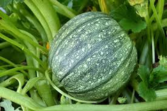 1 Gram Seeds Summer Squash Round Zucchini – Cucurbita pepo | Heirloom Vegetable for Planting, Gardening & Fresh Harvests