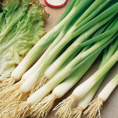 White Lisbon Onion Seeds | Heirloom - Scallion/Bunching | 250-25,000 Seeds | Mild & Crisp | USDA Zones 3-9 |