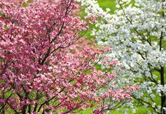 Florida Dogwood Seeds (Cornus florida) | 5 Seeds | Elegant White & Pink Blooms | Ornamental Tree