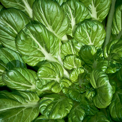 500mg Pak Choi Tatsoi Seeds for Planting - Heirloom Non-GMO Asian Greens - Fast-Growing for Stir-Fries, Salads & Garden Vegetables