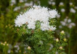 Summer Farewell Seeds (Dalea pinnata) | 25 Seeds | Late-Season Blooms for Pollinators | Drought-Tolerant, Native Wildflower, Easy to Grow