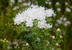 Summer Farewell Seeds (Dalea pinnata) | 25 Seeds | Late-Season Blooms for Pollinators | Drought-Tolerant, Native Wildflower, Easy to Grow