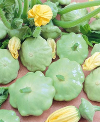 30 Benning’s Green Tint Squash Seeds – Heirloom, Non-GMO, High-Yield Patty Pan