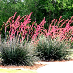 25 Red Yucca Seeds (Hesperaloe parviflora) - Drought Tolerant, 5ft Flower Spikes, Hummingbird & Butterfly Attracting