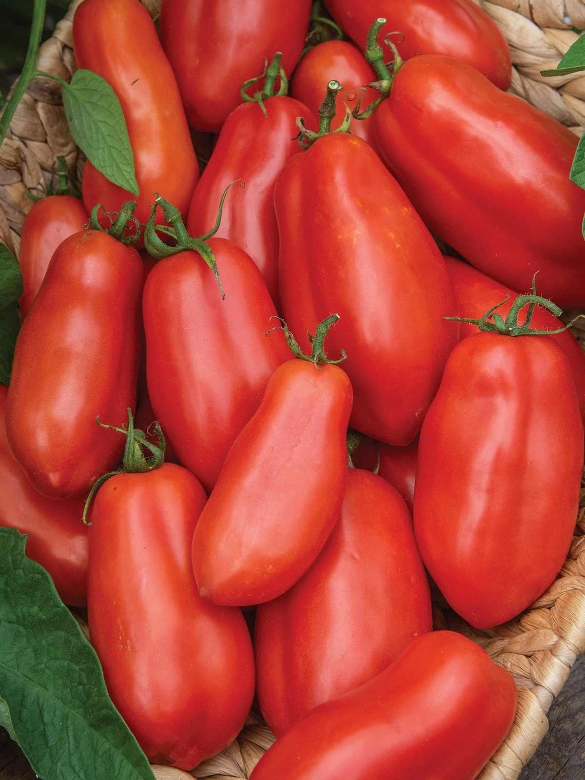 Tomato San Marzano Seeds – 100mg for Planting, Heirloom Variety, Meaty & Flavorful, High Yield, Great for Sauces Canning, Garden Containers