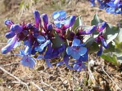 100mg Penstemon Nitidus Seeds, Waxleaf Penstemon, Drought-Tolerant Native Wildflower