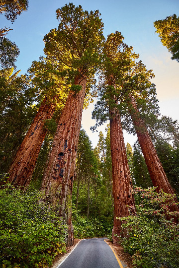 40 Giant Sequoia California Redwood Seeds - Sequoiadendron sempervirens - Grow Majestic Trees, Largest Trees on Earth, Fast Growing