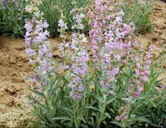 100 mg Seeds Penstemon Angustifolius (Narrowleaf Beardtongue) for Planting | Native Perennial Wildflower for Pollinator Gardens