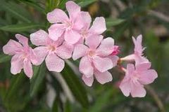 Oleander Pink | Nerium Oleander | 7 Live 6” Unrooted Cuttings | Drought-Tolerant Shrub, Fast-Growing, Evergreen, Flowering Hedge
