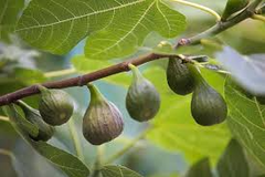 1 Sunrise Fig Unrooted Cutting 6-8" – Ficus carica, Sweet Fig Tree Cutting for Propagation, Home Garden