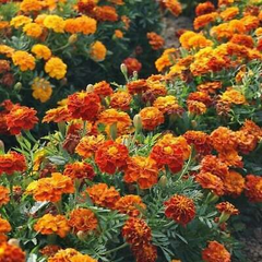 Sparky Mix Marigold Seeds | Non-GMO | Orange, Yellow, Red Blooms | Pest Repellent |