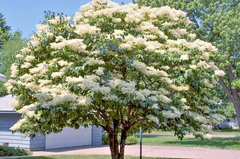 25 Japanese White Lilac Tree Seeds (Syringa reticulata) – Cold Hardy, Fragrant Flowers, 30ft Tall